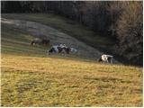 Lipa - Zavetišče na Biba planini